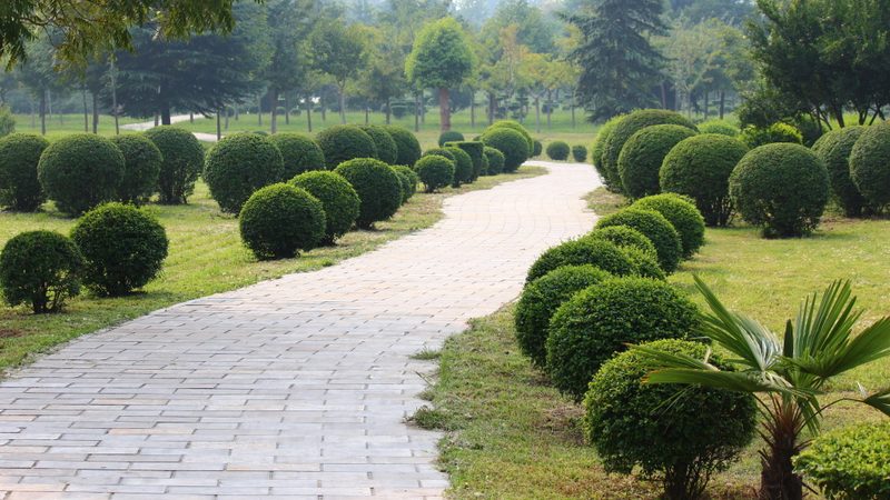 道路绿化养护等级如何影响植物成活率